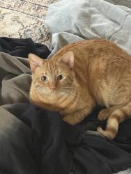 Reunited Male Cat last seen The Summit apmts , Flat Rock, NC 28731