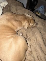 Reunited Male Dog last seen Melrose and ardmore, Los Angeles, CA 90029