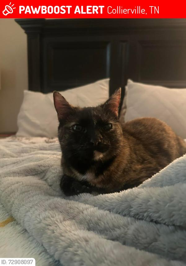 Lost Female Cat last seen Estanaula Trails , Collierville, TN 38017