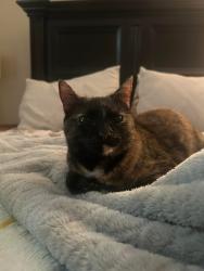 Lost Female Cat last seen Estanaula Trails , Collierville, TN 38017