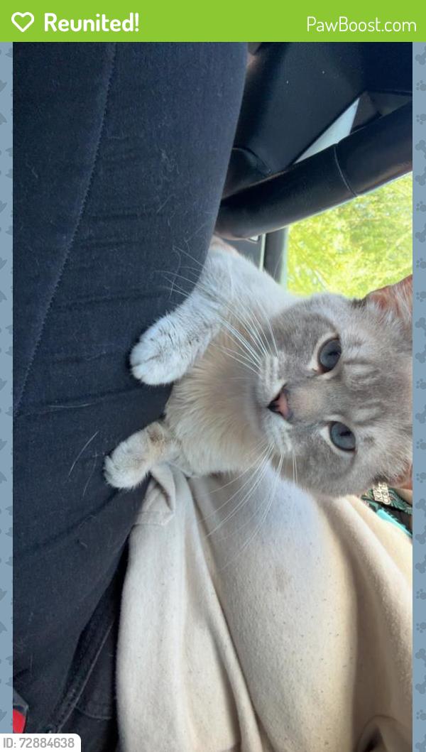 Reunited Male Cat last seen n 60th ave and sweetwater, Phoenix, AZ 85254