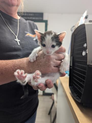 Shelter Stray Male Cat last seen Near BLOCK E DALTON AVE, MOJAVE CA 93501, Lake Isabella, CA 93240
