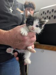 Shelter Stray Female Cat last seen Near BLOCK E DALTON AVE, MOJAVE CA 93501, Lake Isabella, CA 93240