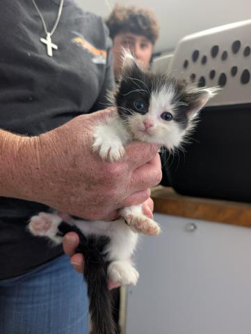 Shelter Stray Female Cat last seen Near BLOCK E DALTON AVE, MOJAVE CA 93501, Lake Isabella, CA 93240