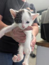 Shelter Stray Male Cat last seen Near BLOCK E DALTON AVE, MOJAVE CA 93501, Lake Isabella, CA 93240