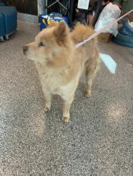Shelter Stray Female Dog last seen S 45TH AVE AND TANNER PEAK TRAIL, Brighton, CO 80601