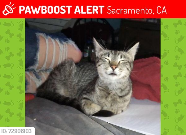 Lost Female Cat last seen VCA Sacramento Veterinary Referral Center i, Sacramento, CA 95827