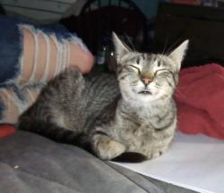 Lost Female Cat last seen VCA Sacramento Veterinary Referral Center i, Sacramento, CA 95827