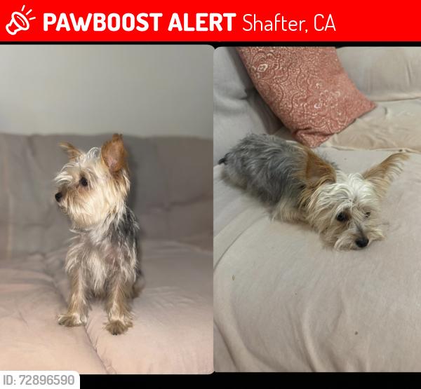 Lost Female Dog last seen Flores way and Thomson st , Shafter, CA 93263