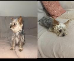 Lost Female Dog last seen Flores way and Thomson st , Shafter, CA 93263