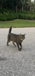 Found/Stray Unknown Cat last seen Cat was found roaming around outside our townhouse in Shadow Wood Preserve in Fort Myers, FL, Fort Myers, FL 33908