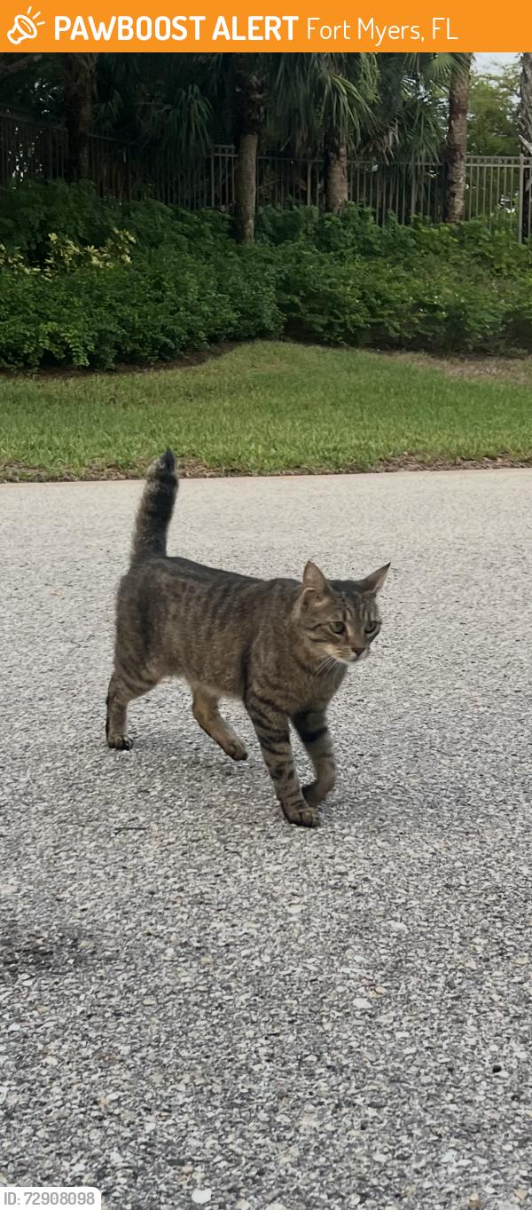 Found/Stray Unknown Cat last seen Cat was found roaming around outside our townhouse in Shadow Wood Preserve in Fort Myers, FL, Fort Myers, FL 33908