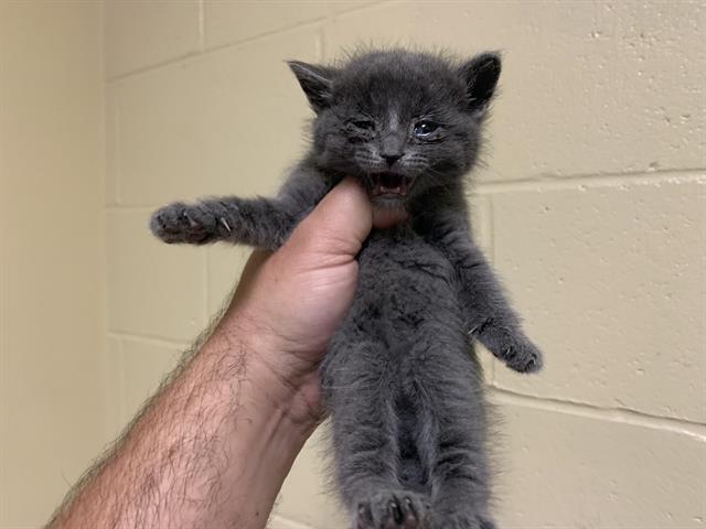 Shelter Stray Female Cat last seen 21ST AVE & 36TH ST, Sacramento, CA 95818