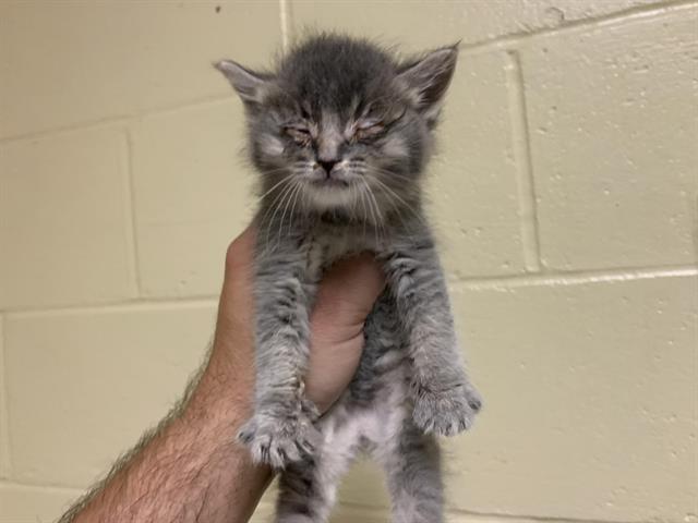 Shelter Stray Male Cat last seen 21ST AVE & 36TH ST, Sacramento, CA 95818