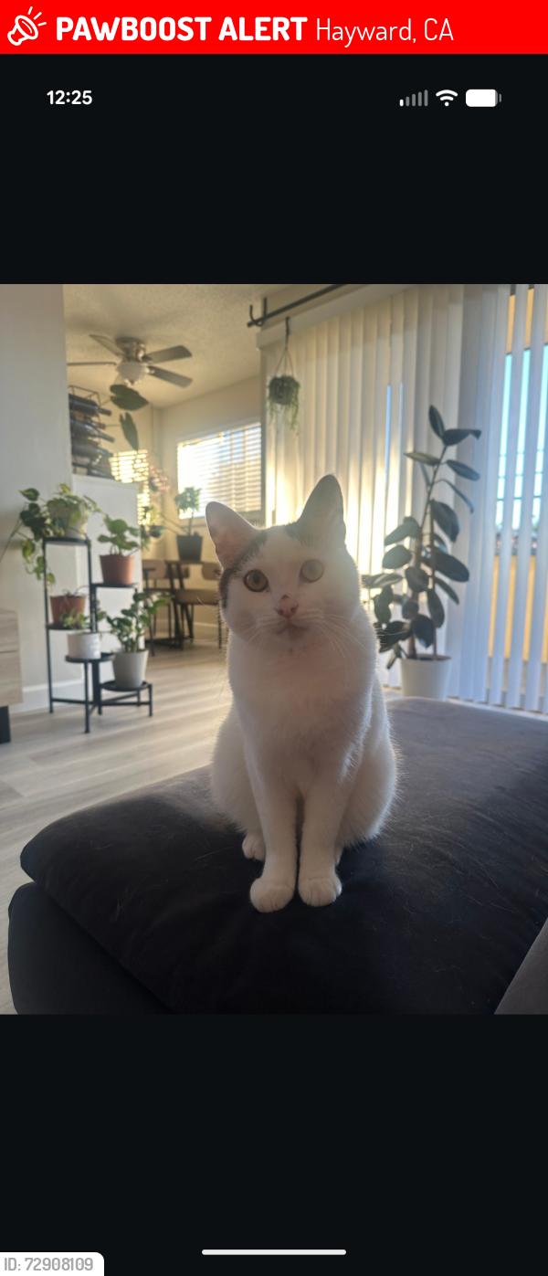 Lost Male Cat last seen Amador st., Hayward, CA 94544