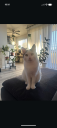 Lost Male Cat last seen Amador st., Hayward, CA 94544