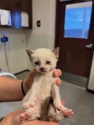 Shelter Stray Female Cat last seen Near BLOCK S. MT. VERNON AVE, BAKERSFIELD, CA, Bakersfield, CA 93307