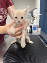 Shelter Stray Male Cat last seen , Bakersfield, CA 93307
