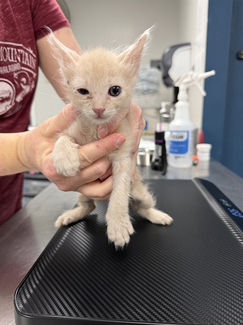 Shelter Stray Male Cat last seen , Bakersfield, CA 93307