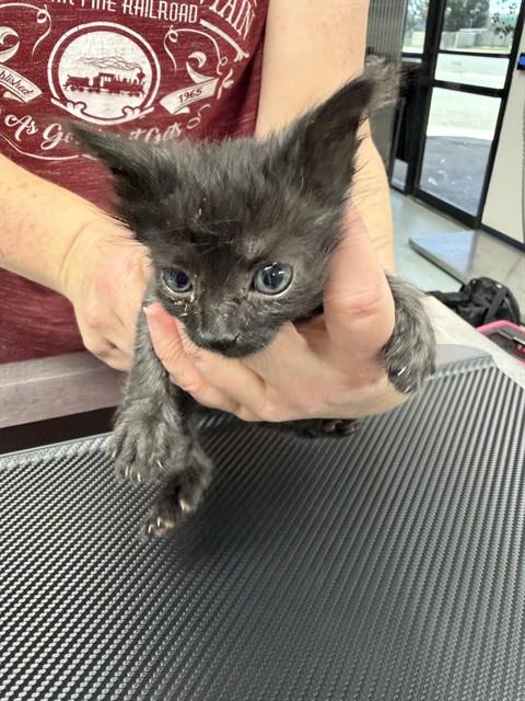 Shelter Stray Male Cat last seen , Bakersfield, CA 93307