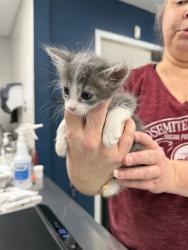 Shelter Stray Male Cat last seen , Bakersfield, CA 93307
