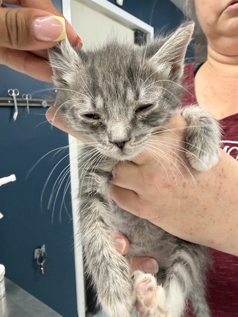 Shelter Stray Female Cat last seen , Bakersfield, CA 93307