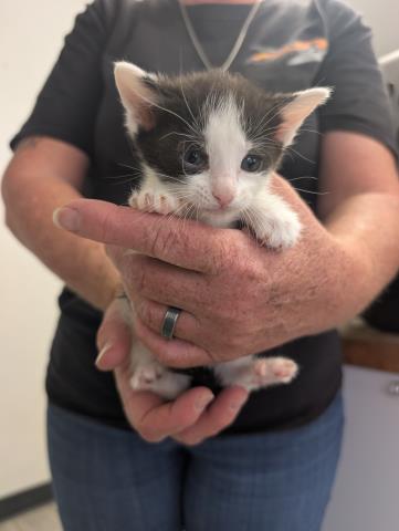 Shelter Stray Female Cat last seen Near BLOCK E DALTON AVE, MOJAVE CA 93501, Bakersfield, CA 93308