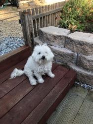 Reunited Female Dog last seen Camby street , Antioch, CA 94509