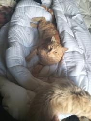 Lost Male Cat last seen Hollywood drive lansvale, Lansvale, NSW 2166