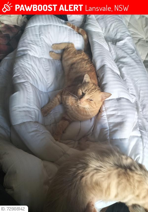 Lost Male Cat last seen Hollywood drive lansvale, Lansvale, NSW 2166