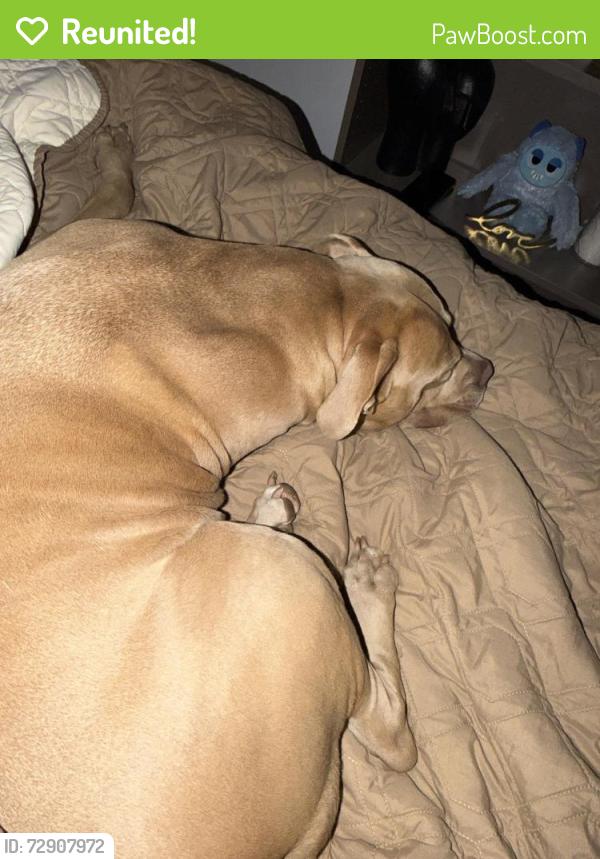 Reunited Male Dog last seen Melrose and ardmore, Los Angeles, CA 90029