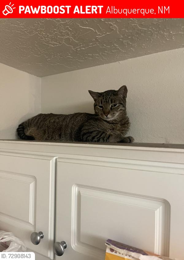 Lost Male Cat last seen sequoia and ladera dr , Albuquerque, NM 87120