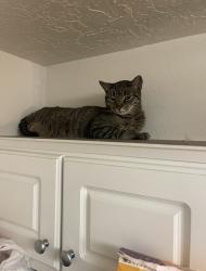 Lost Male Cat last seen sequoia and ladera dr , Albuquerque, NM 87120