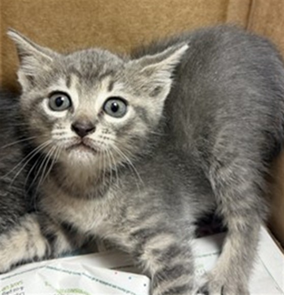 Shelter Stray Male Cat last seen RETURN, Jacksonville, FL 32204