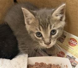 Shelter Stray Female Cat last seen RETURN, Jacksonville, FL 32204
