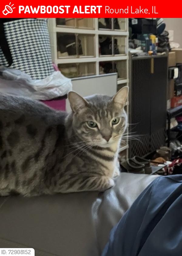 Lost Male Cat last seen Near s jade lane, Round Lake, IL 60073