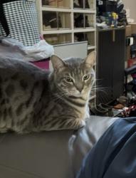 Lost Male Cat last seen Near s jade lane, Round Lake, IL 60073