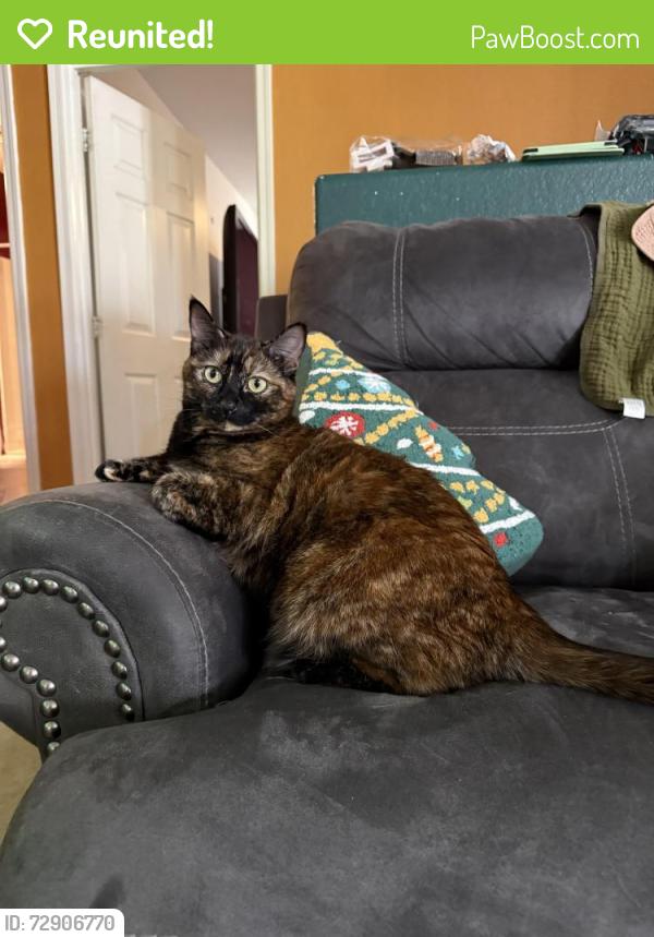 Reunited Female Cat last seen Dust Devil and N honeyle , San Tan Valley, AZ 85143