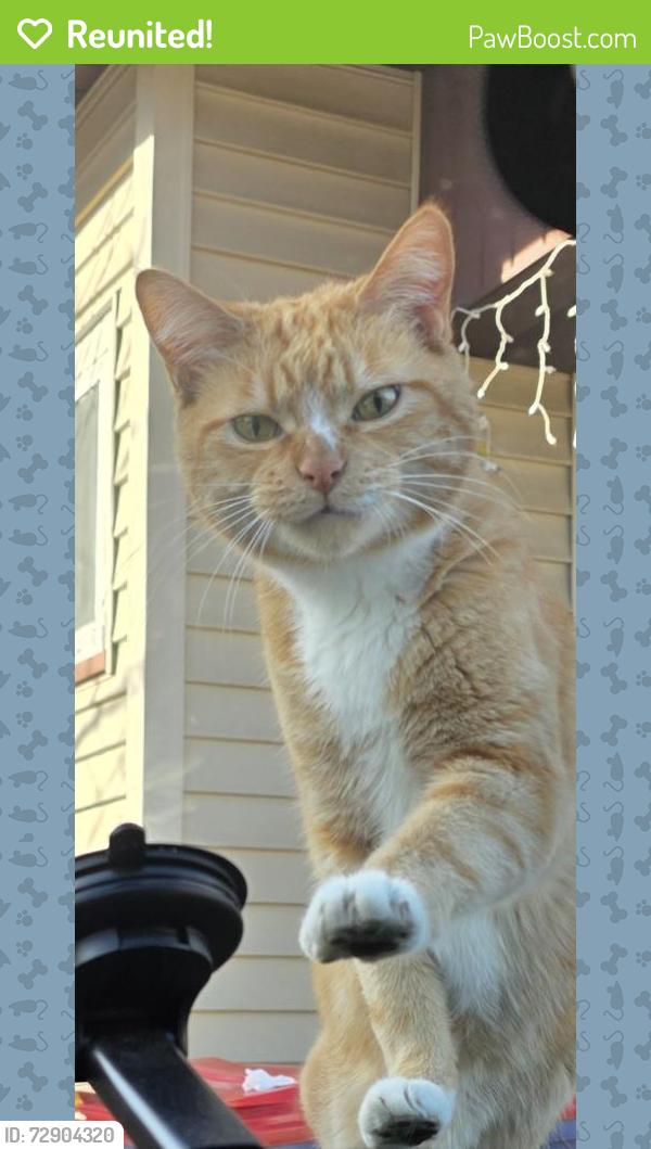 Reunited Male Cat last seen Fisk St & Cooper St, Grand Rapids, MI 49507