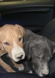 Found/Stray Female Dog last seen Grand Teton and Aliante Parkway, North Las Vegas, NV 89084
