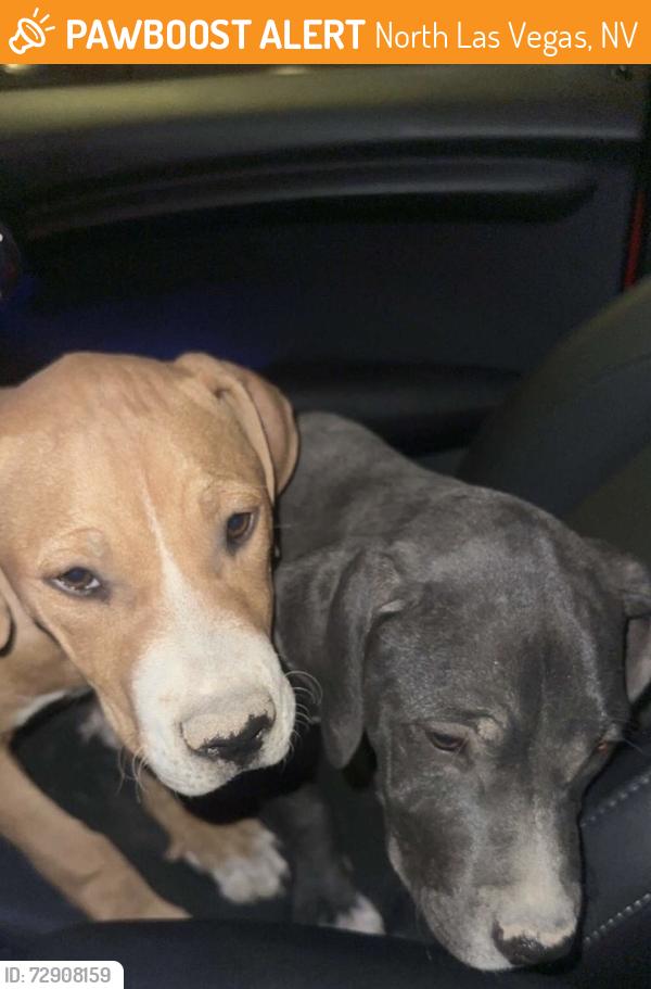 Found/Stray Female Dog last seen Grand Teton and Aliante Parkway, North Las Vegas, NV 89084