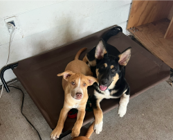 Lost Male Dog last seen Hillcroft and Bissonnet , Houston, TX 77074