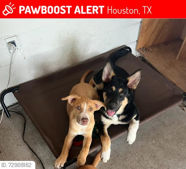 Lost Male Dog last seen Hillcroft and Bissonnet , Houston, TX 77074