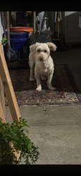 Reunited Male Dog last seen Bainbridge road, Murrieta, CA 92563