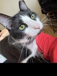 Lost Female Cat last seen Reamer Road , Castro Valley, CA 94546