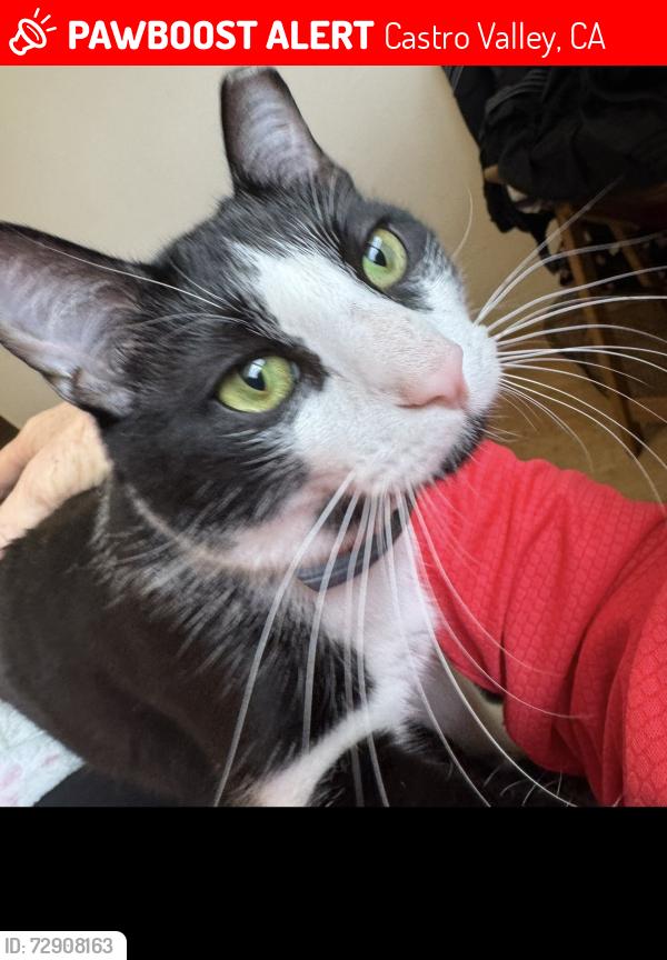 Lost Female Cat last seen Reamer Road , Castro Valley, CA 94546