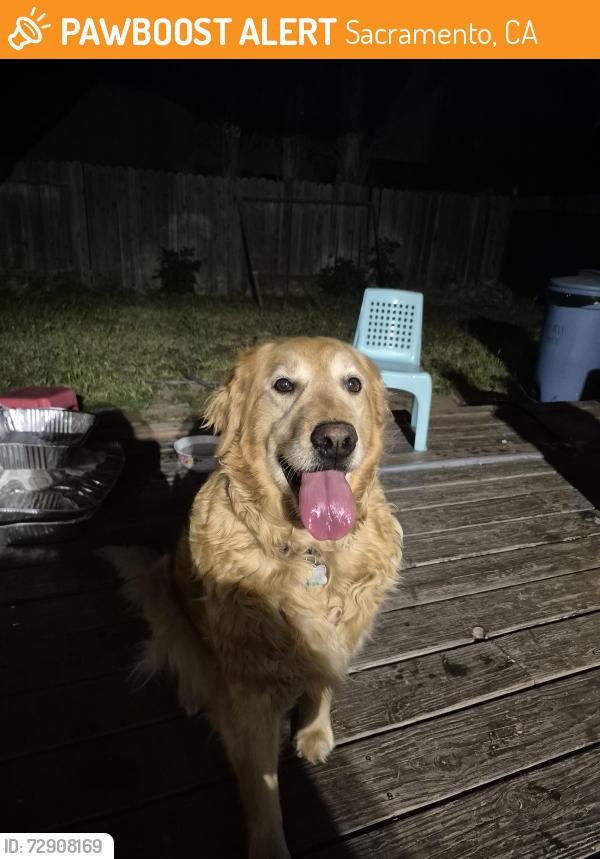 Found/Stray Female Dog last seen Limestone Way and Sequoia Way, Sacramento, CA 95823