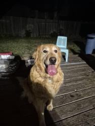 Found/Stray Female Dog last seen Limestone Way and Sequoia Way, Sacramento, CA 95823