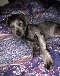 Lost Male Dog last seen Near nw 62nd ter, Miami, FL 33147