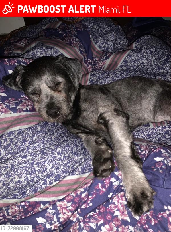 Lost Male Dog last seen Near nw 62nd ter, Miami, FL 33147